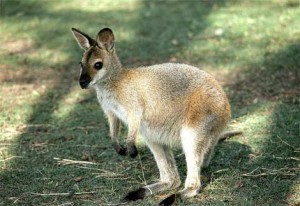 wallaby-baby